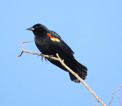 Red-Winged Blackbird