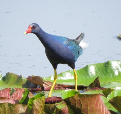 Purple Gallinule