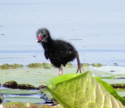 Purple Gallinule