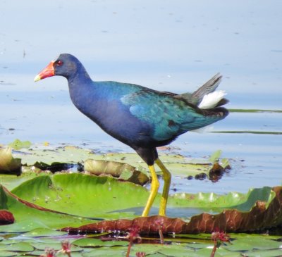 Purple Gallinule