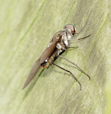 Bee Fly Species