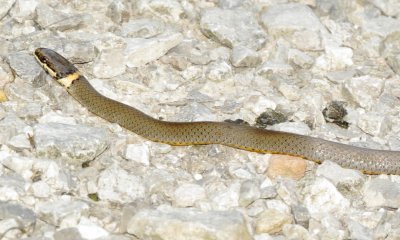 Prairie Ring-Necked Snake