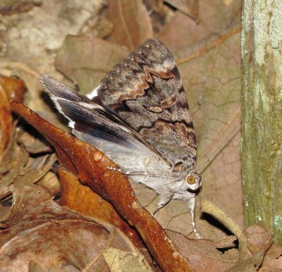 Epione Underwing Moth