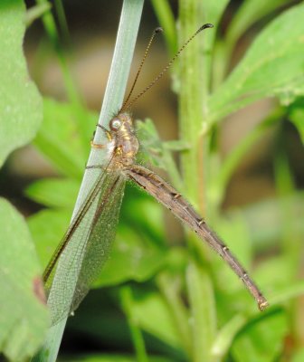 Ascaloptynx Appendiculata