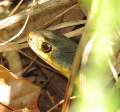 Eastern Yellow-Bellied Racer