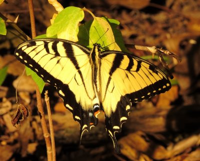Eastern Tiger Swallowtail
