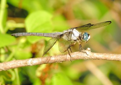 Great Blue Skimmer