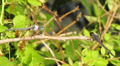 Great Blue Skimmer (left) and Slaty Skimmer