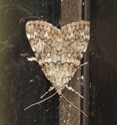 Little Lined Underwing Moth