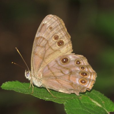Northern Pearly-Eye