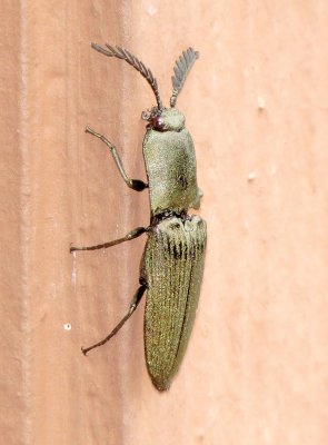 Chalcolelidius viridipilus