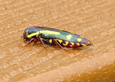 Red-Legged Buprestis Beetle
