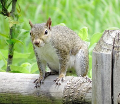 Eastern Gray Squirrel
