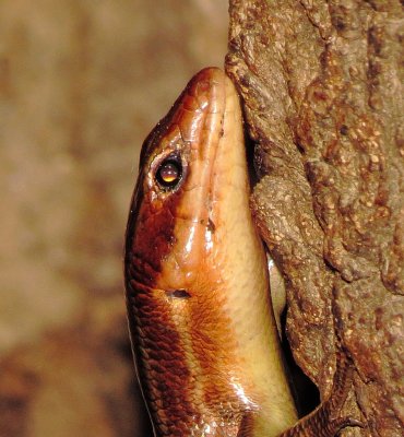 Broad-Headed Skink