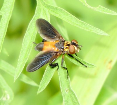 Feather-Legged Fly Species