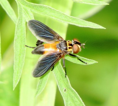 Feather-Legged Fly Species