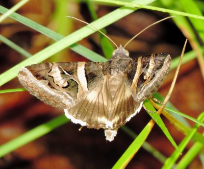Indomitable Graphic Moth