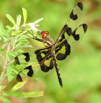 Banded Pennant