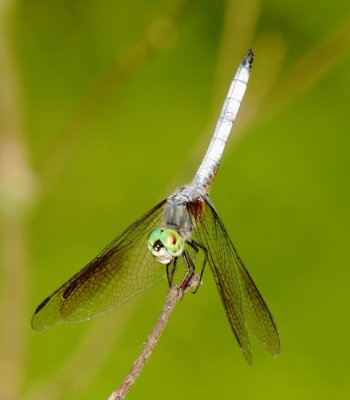 Blue Dasher