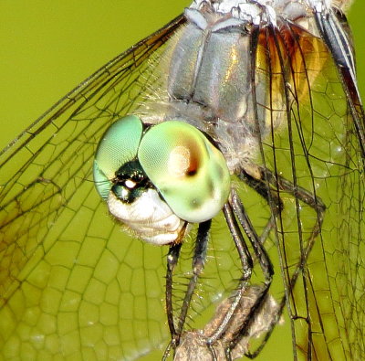 Blue Dasher