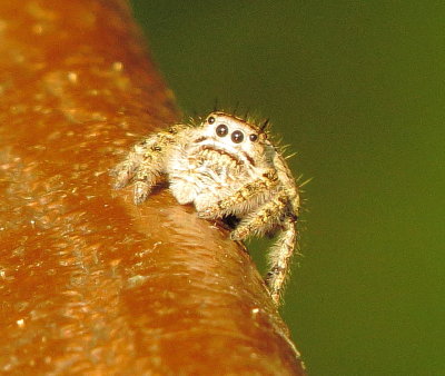 Putnam's Jumping Spider