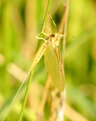 Mayfly Species
