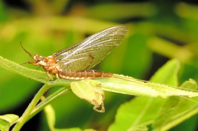 Mayfly Species