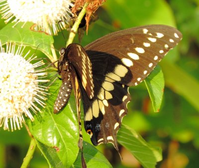 Black Swallowtail
