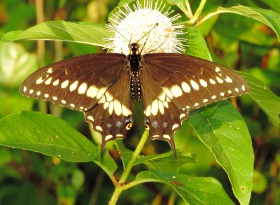 Black Swallowtail
