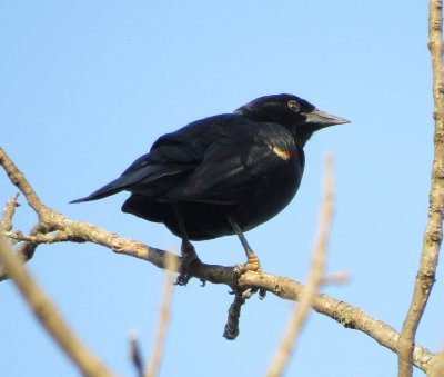 Red-Winged Blackbird