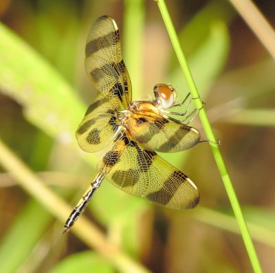 Halloween Pennant