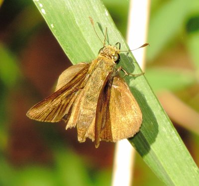 Grass Skipper Species