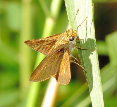Grass Skipper Species