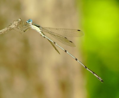 Slender Spreadwing