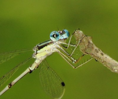 Slender Spreadwing
