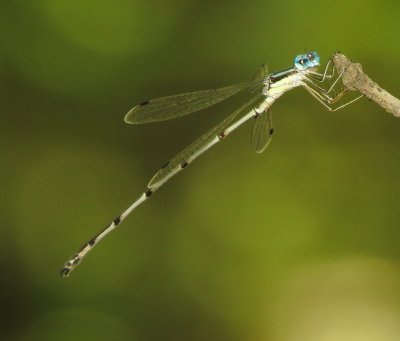 Slender Spreadwing