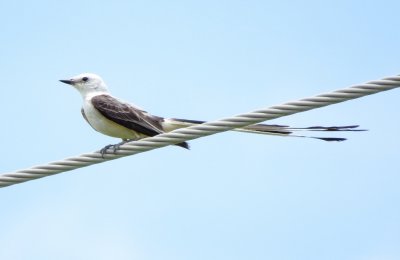 Scissor-Tailed Flycatcher