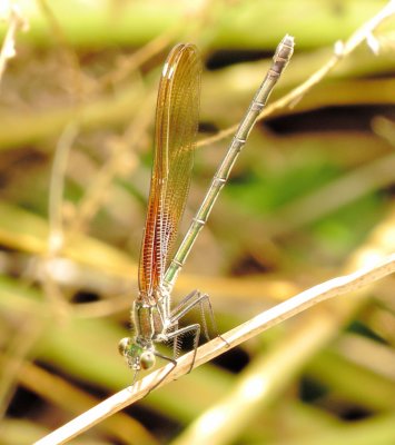 American Rubyspot