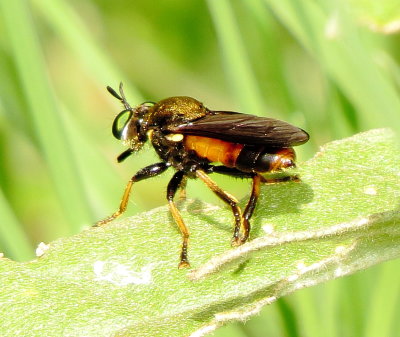 Lampria Rufiventris