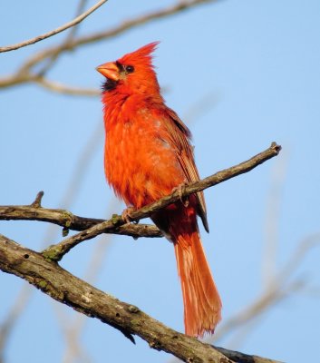 Northern Cardinal