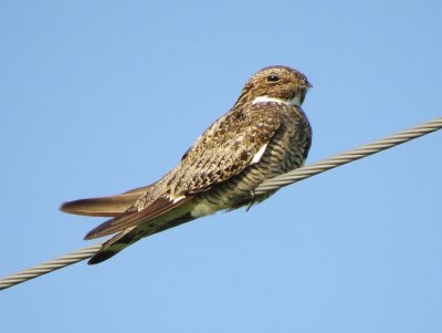 Common Nighthawk