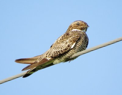 Common Nighthawk