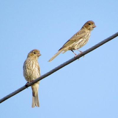 House Finch