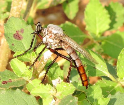 Giant Gray Robber Fly