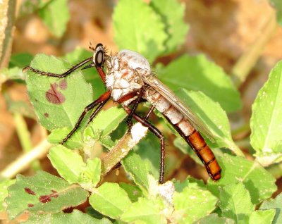 Giant Gray Robber Fly