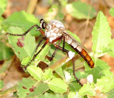 Giant Gray Robber Fly