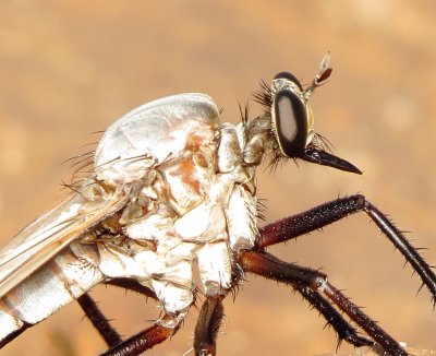 Giant Gray Robber Fly