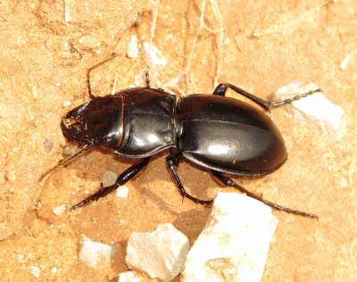 Warrior Beetle Species