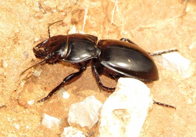Warrior Beetle Species