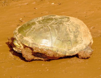 Yellow Mud Turtle